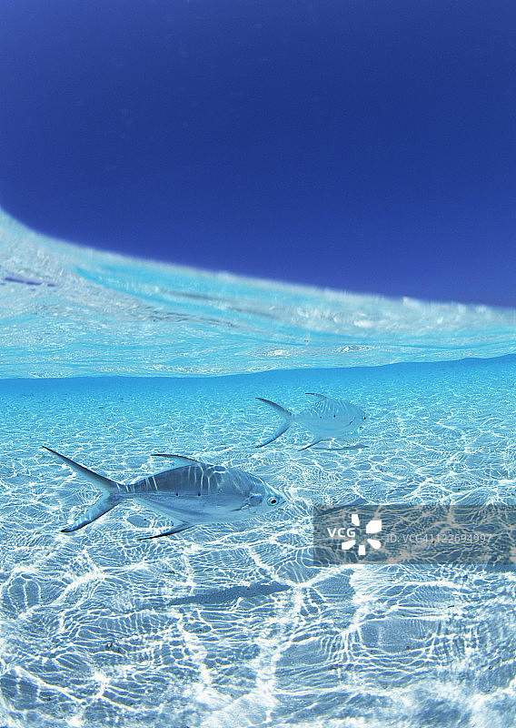 海里的鱼图片素材