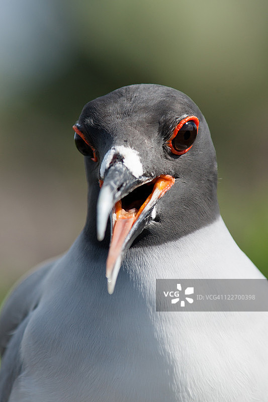 燕尾鸥图片素材