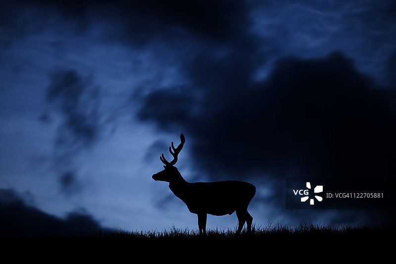 夜晚红鹿剪影图片素材