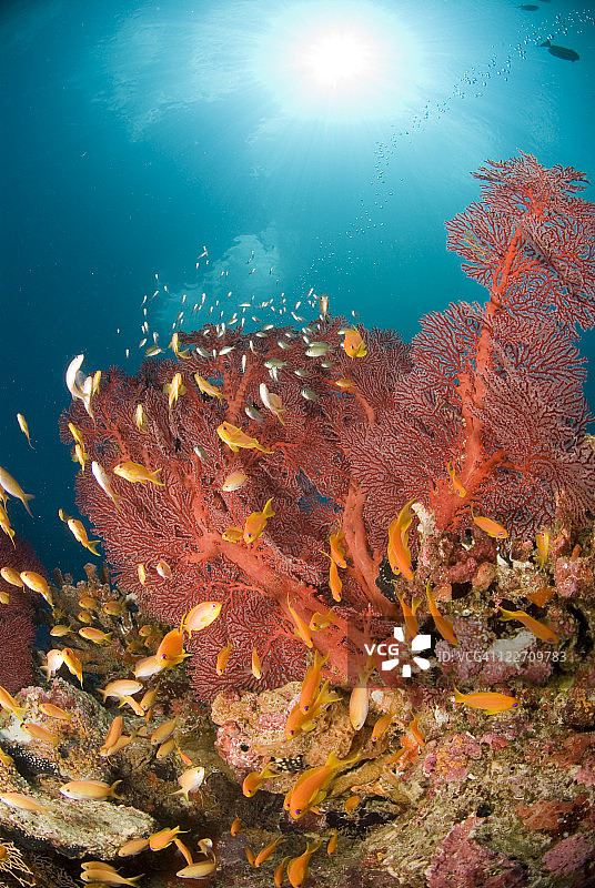 金花鲈和红色扇珊瑚图片素材