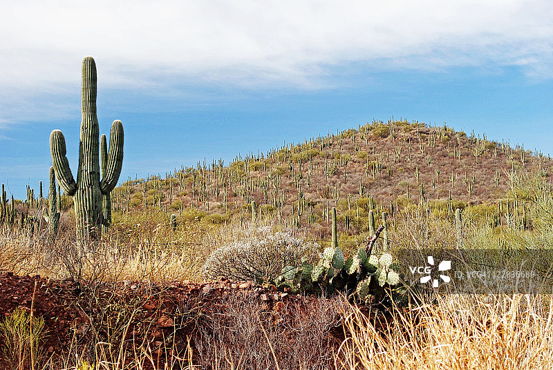 山丘上的仙人掌图片素材