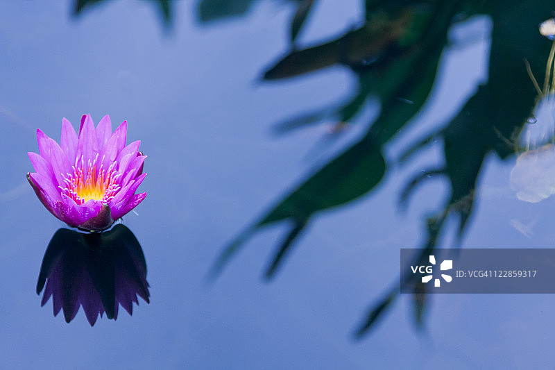 水礼来公司图片素材