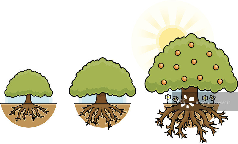 三棵正在生长的树木图片素材