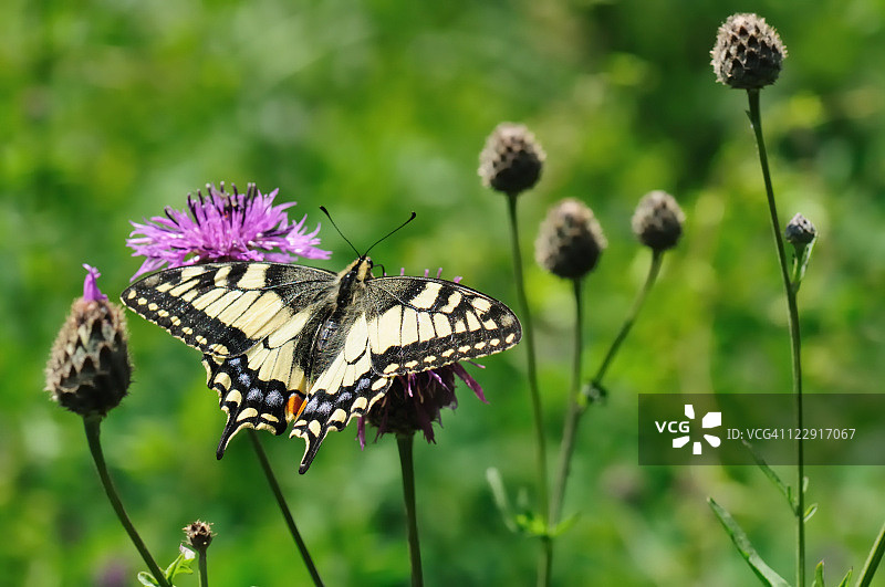 花朵上美丽的彩色蝴蝶Machaon图片素材