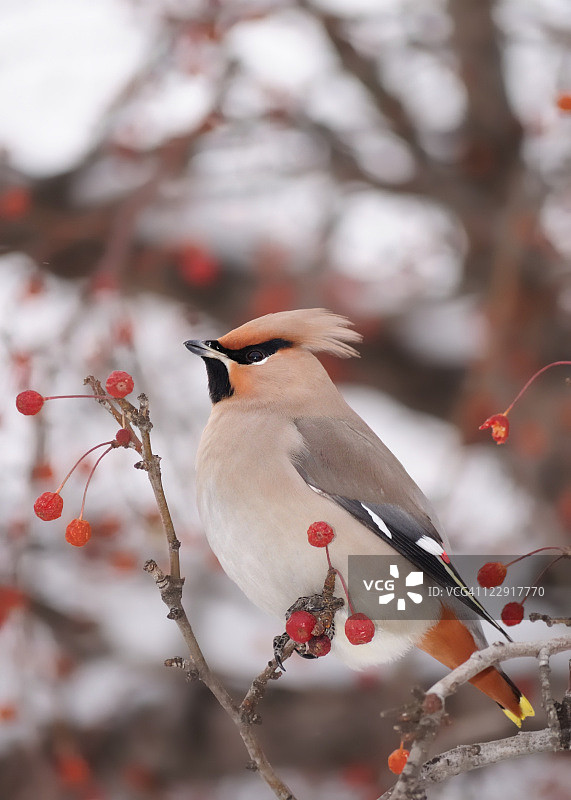 嘴里叼着红浆果的太平鸟图片素材
