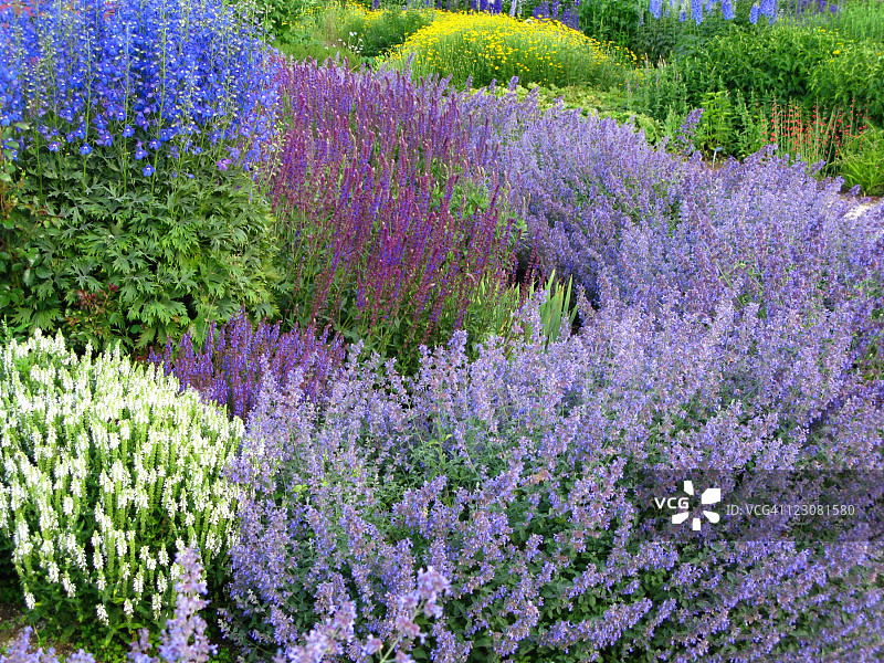 香草园图片素材