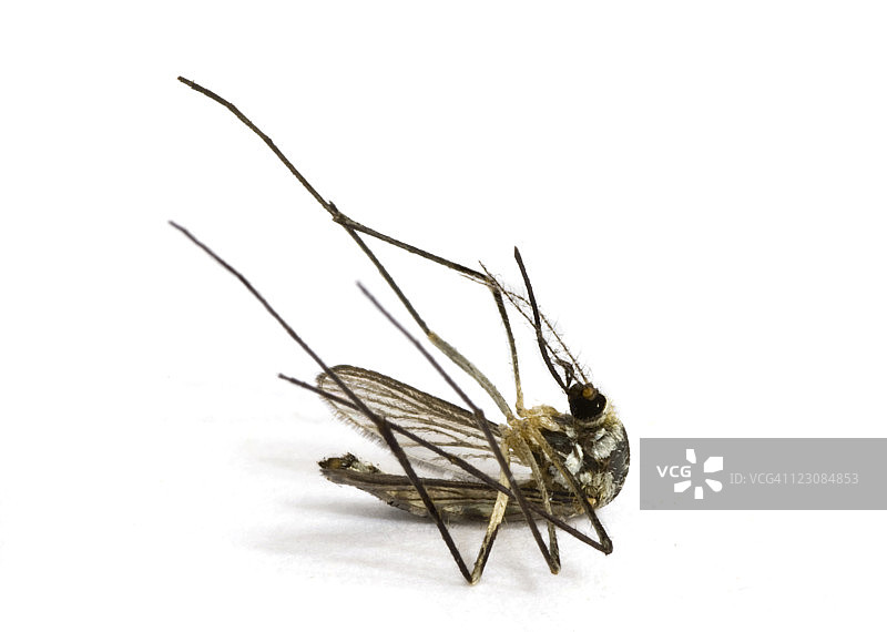 死蚊子图片素材