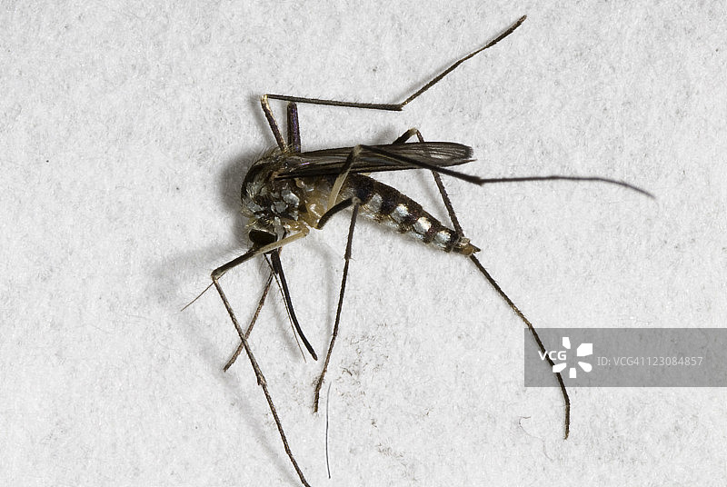 死亡蚊子#3图片素材