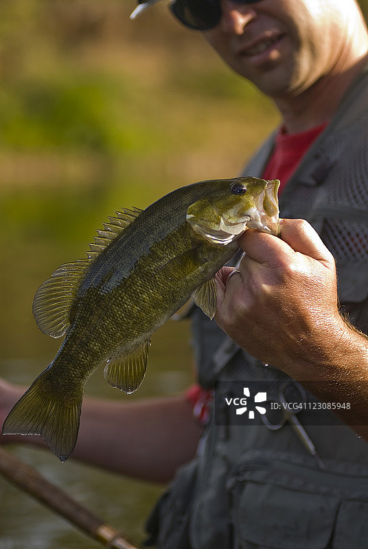小口黑鲈图片素材
