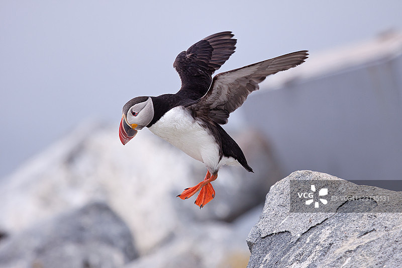 北大西洋海鹦跳跃图片素材