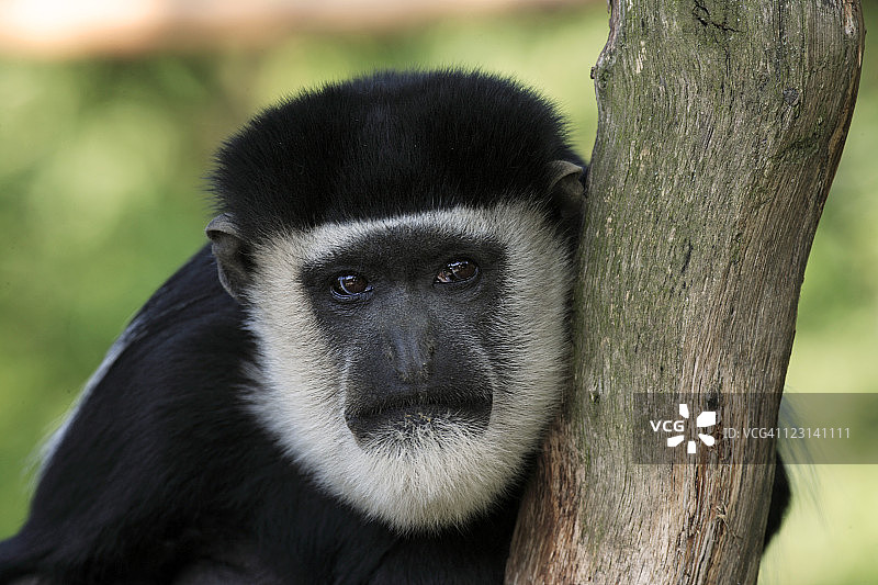 安哥拉黑白疣猴图片素材