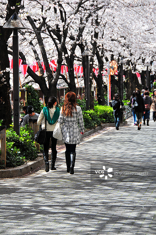 中目黑的樱花图片素材