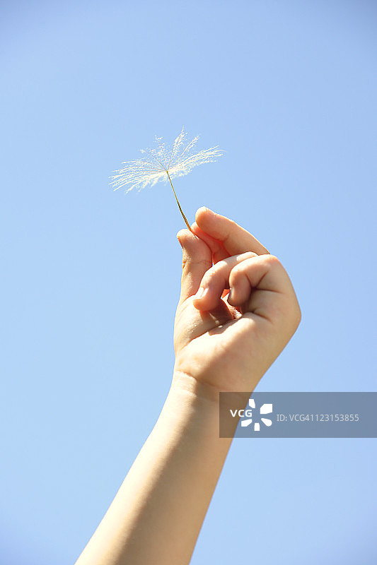 男孩拿着蒲公英种子图片素材