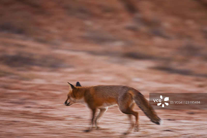 野狐在水坑附近觅食图片素材
