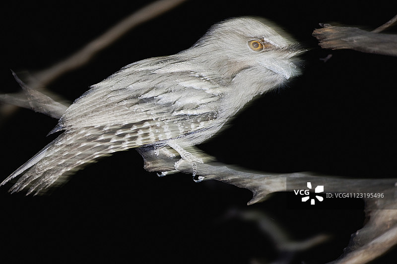 一只茶色的蛙嘴在夜间捕食图片素材