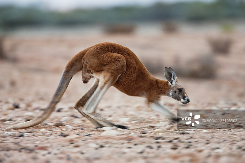 红袋鼠的动态模糊图片素材