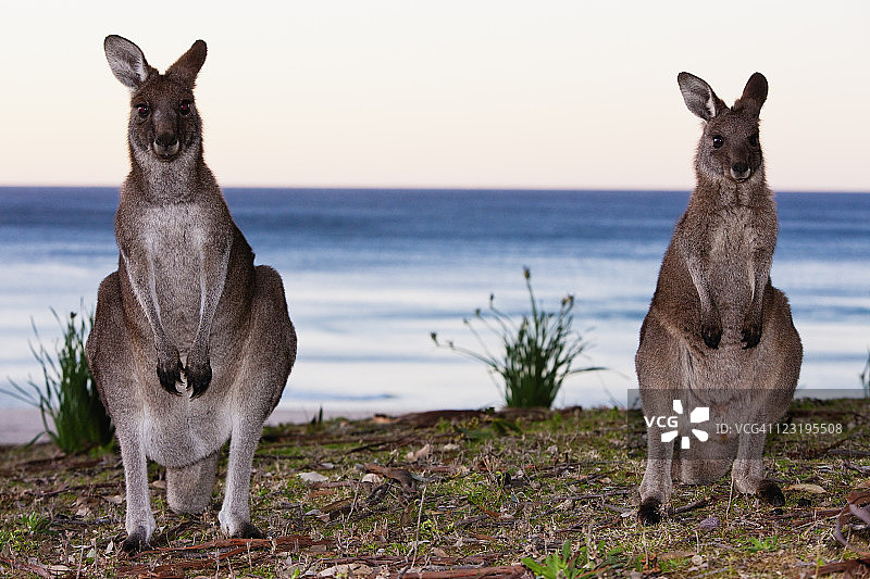 海滩上的东部灰袋鼠图片素材