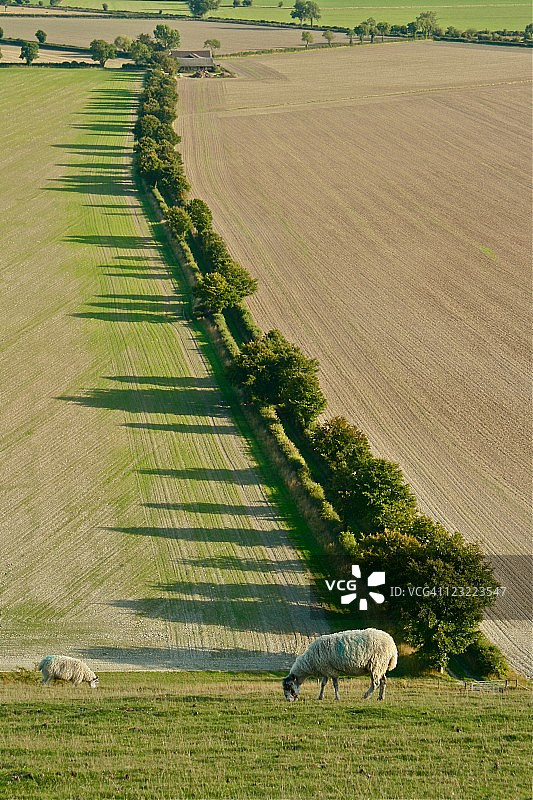 绵羊与阴影图片素材