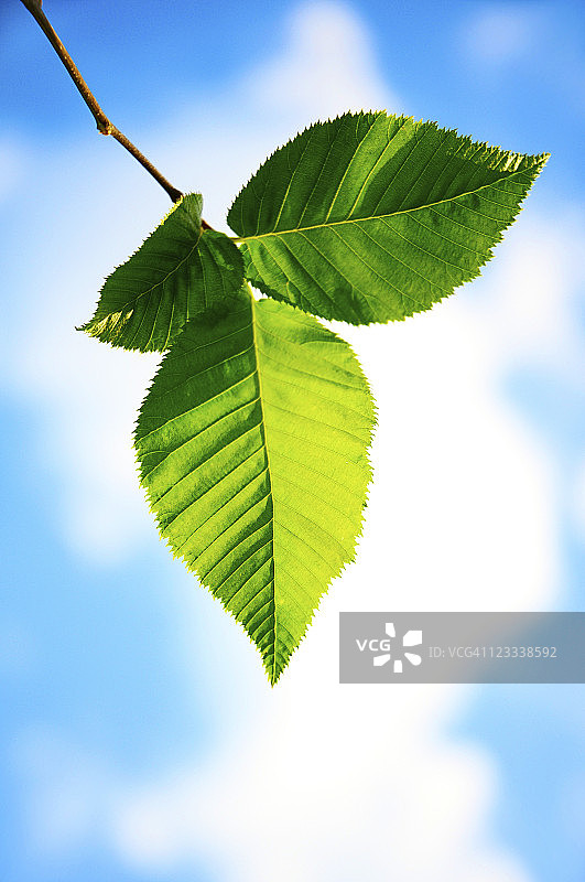 绿色的树叶图片素材