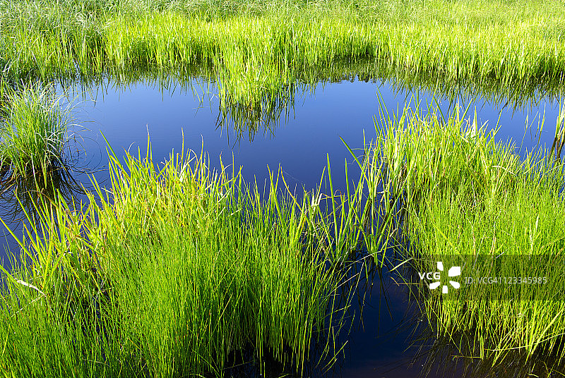 芦苇水图片素材