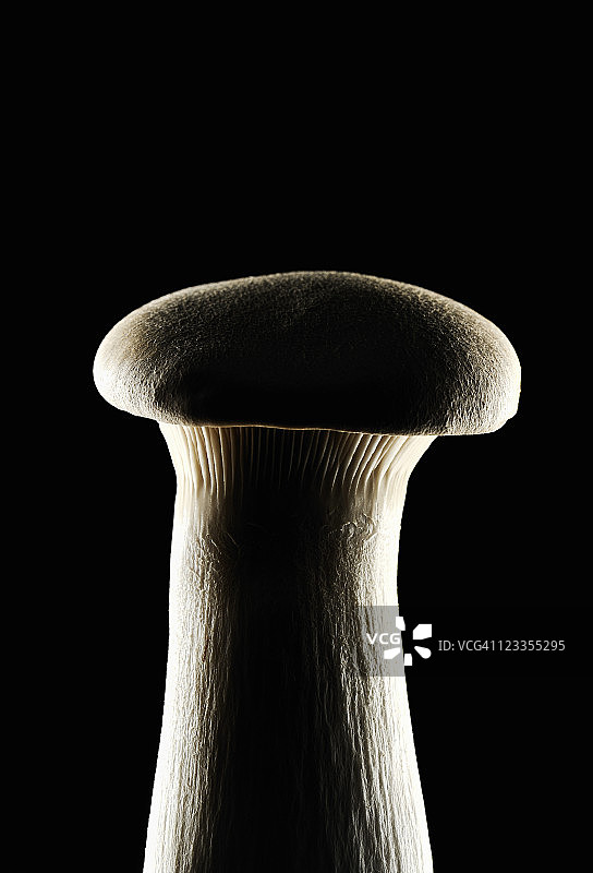 被照亮的杏鲍菇特写图片素材