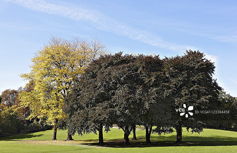 公园里的黄色和紫叶山毛榉树图片素材