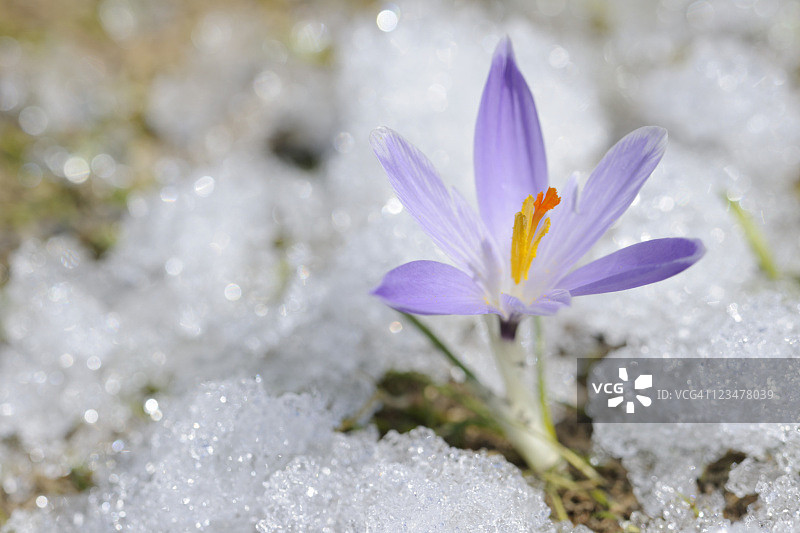 雪地番红花系列图片素材