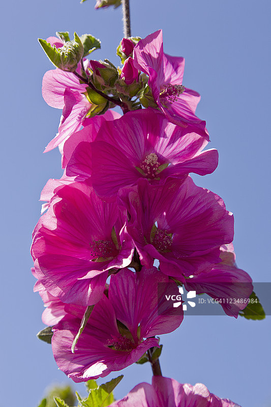 盛开的锦葵图片素材