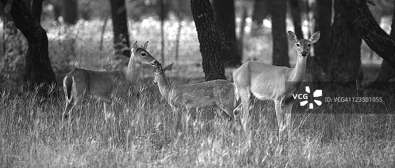 野外的鹿图片素材