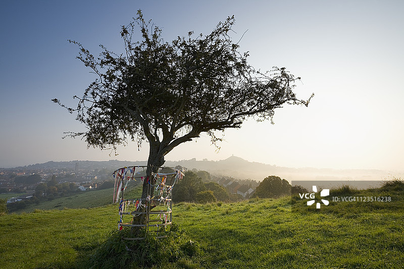 萨默塞特郡遥远的格拉斯顿伯里山上的单株山楂树图片素材