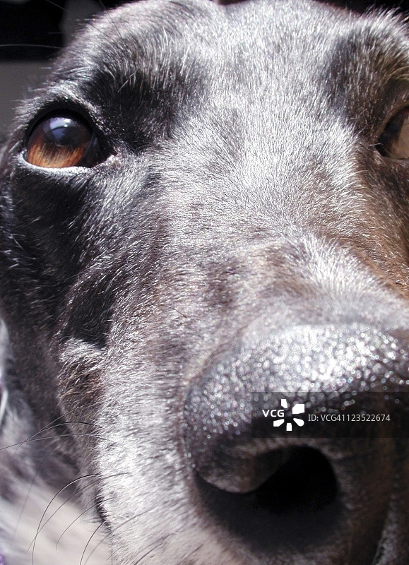 狗特写图片素材