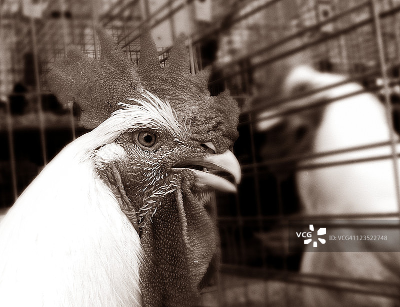 公鸡特写图片素材