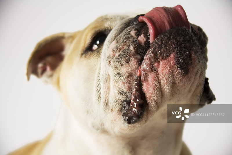 英国斗牛犬肖像图片素材