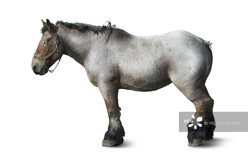比利时马或布拉邦马图片素材