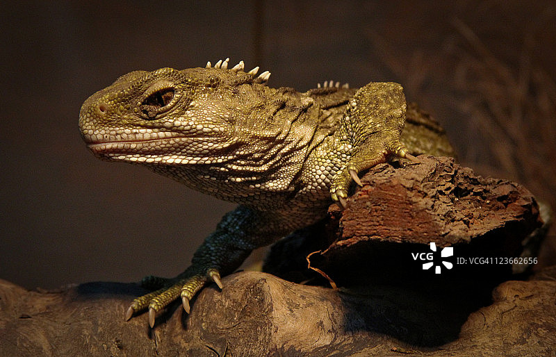 楔齿蜥图片素材