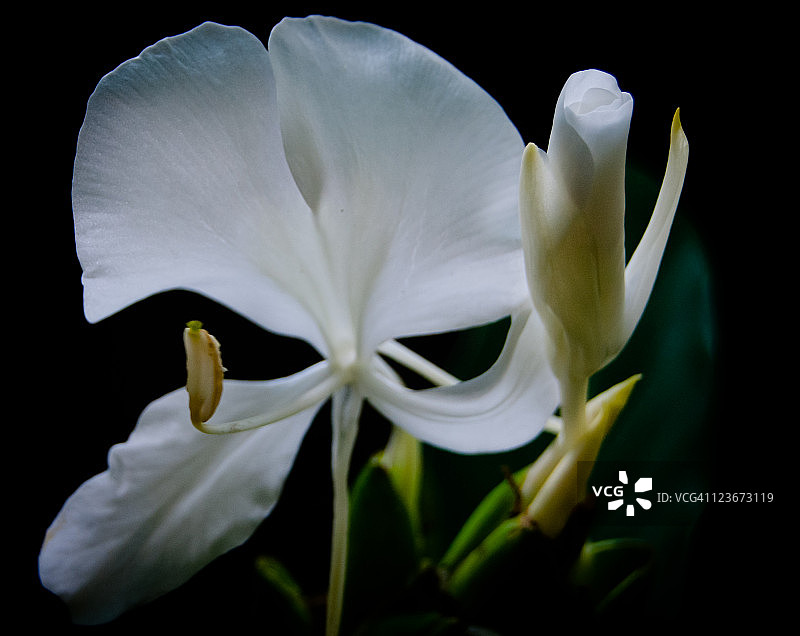 蝴蝶Gi图片素材