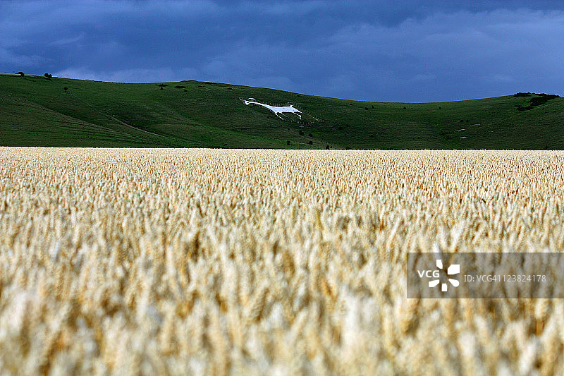 奥尔顿巴恩斯白马雕像与农田图片素材