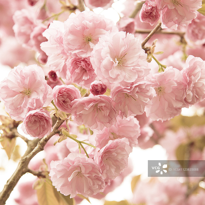 关山樱花树盛开图片素材