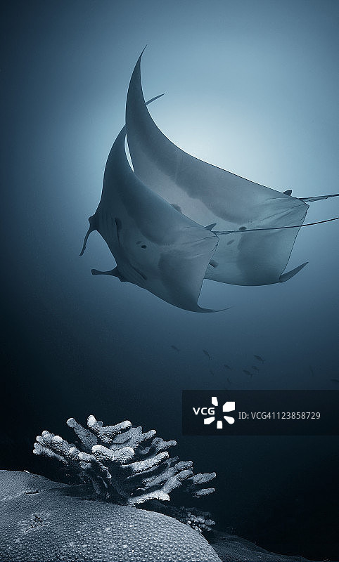 两只跳舞的蝠鲼图片素材