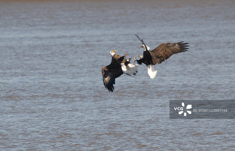 老鹰搏斗图片素材