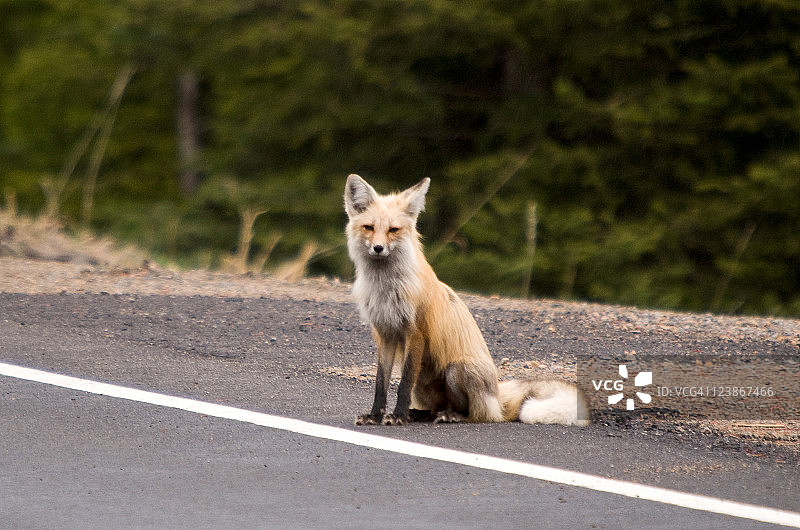 库克市郊外的狐狸图片素材