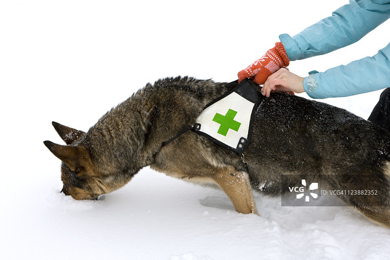 冬季救援犬图片素材