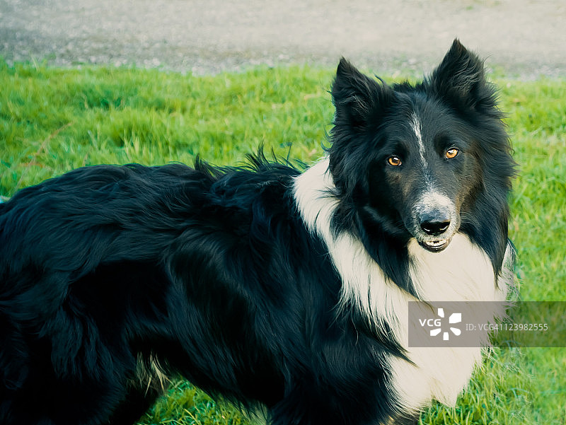 边境牧羊犬图片素材
