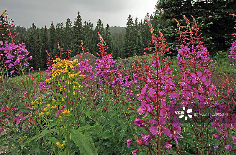 科罗拉多州格兰德梅萨地貌上的野花图片素材