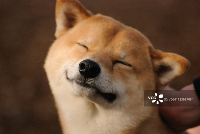 闭着眼睛的狗图片素材