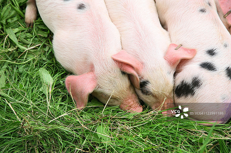 三只小猪图片素材