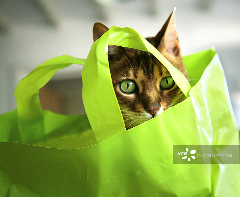 绿色购物袋里的猫图片素材