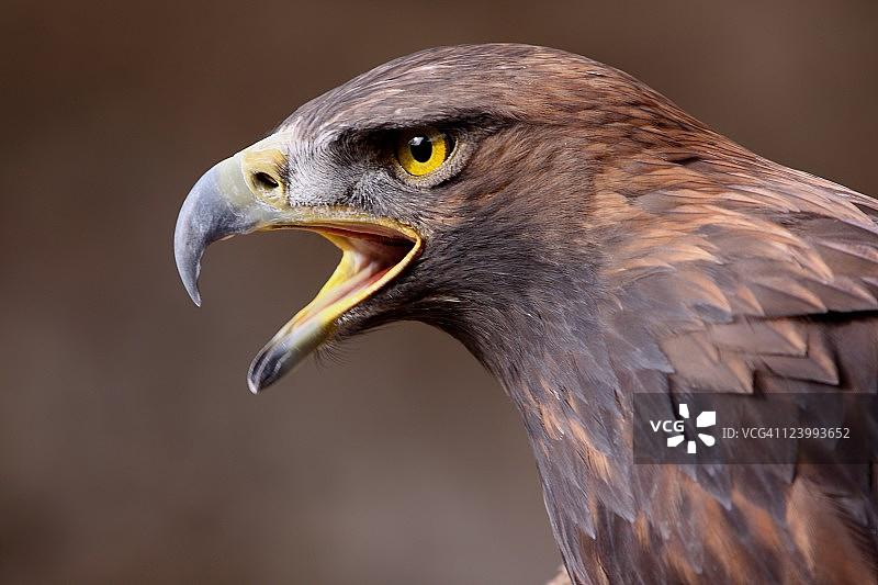 皇家雄鹰图片素材