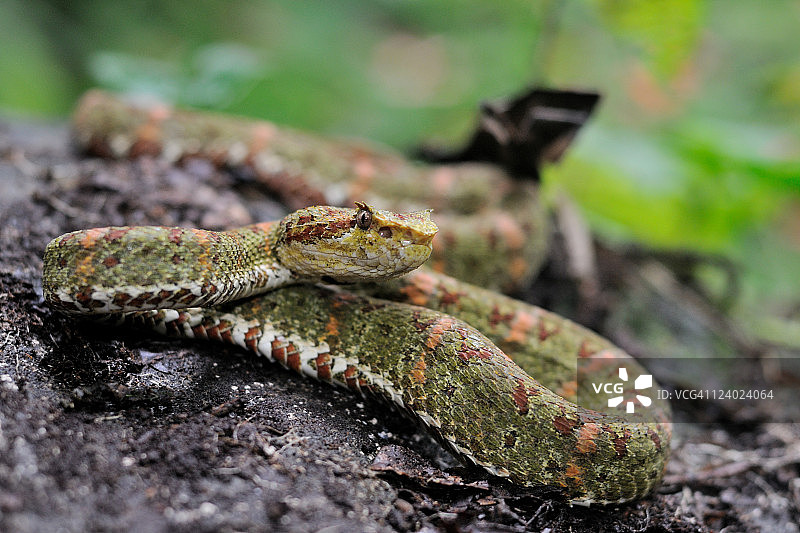 睫毛 viper图片素材