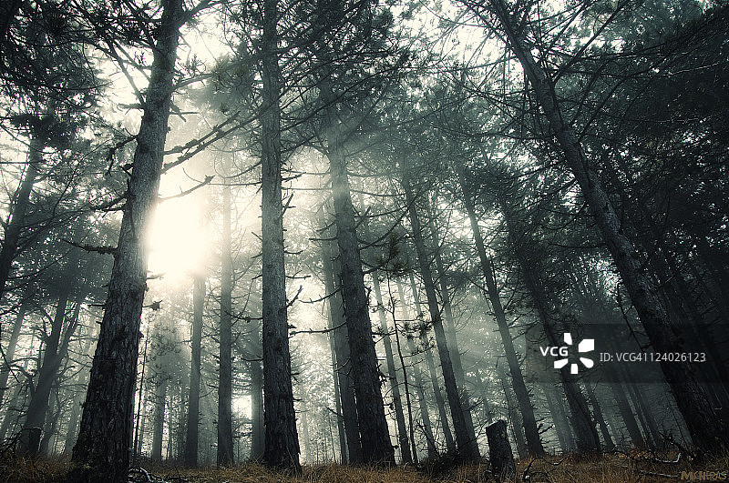 土路的雾日图片素材